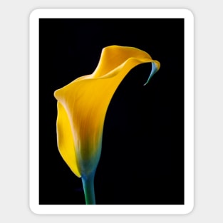 One Beautiful Yellow Calla Lily Sticker